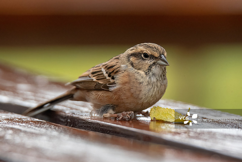 一只家麻雀栖息在潮湿木质表面上的特写，旁边有一片孤单的黄叶，展示了这只鸟细腻的羽毛和自然栖息地图片素材