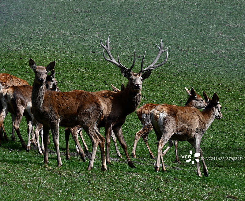 一群红鹿和一只雄伟的雄鹿在充满活力的绿色山坡上悠闲地吃草，这是从高角度拍摄的图片素材