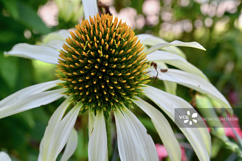 特写一朵鲜艳的白色松果菊，其中心呈黄色和绿色，展示了其精美的细节和自然之美图片素材