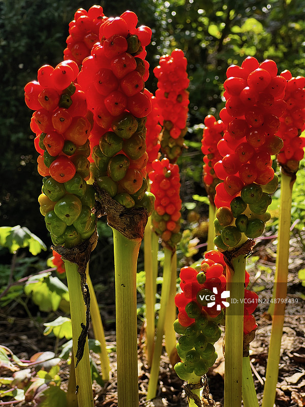 在阳光沐浴下的葱郁花园中，意大利天南星植物生长出鲜红和翠绿的浆果图片素材