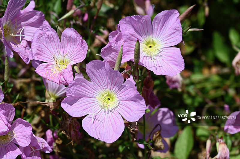 自然光下花园里盛开的鲜艳粉色月见草花朵的特写图片素材