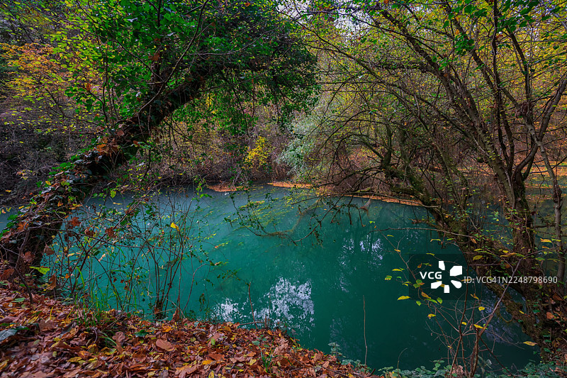保加利亚兹拉特纳帕内加，郁郁葱葱的森林中生机勃勃的秋叶环绕着宁静的湖泊图片素材