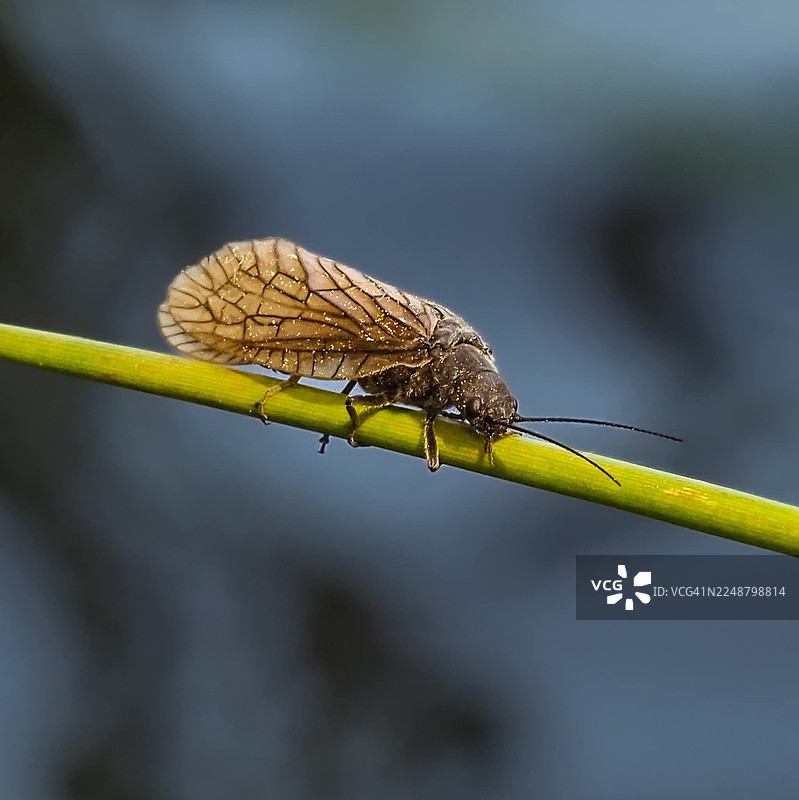 绿植茎秆上的石蝇特写，背景虚化为蓝色图片素材
