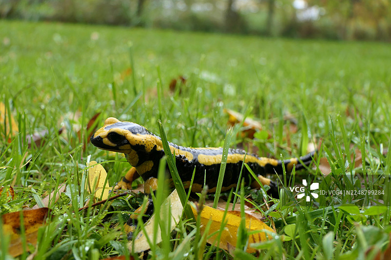 近距离拍摄生机勃勃的火蝾螈，它栖身于茂密的绿草丛中，周围散落着秋叶。图片素材