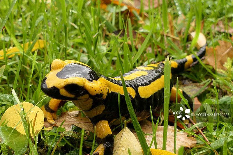 特写：一只充满活力的黄黑相间的火蝾螈，身处绿草和秋叶之中图片素材