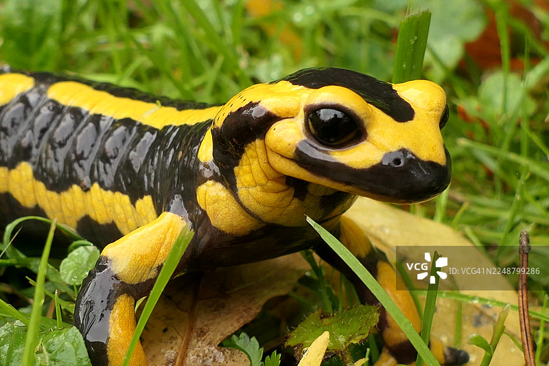 翠绿草地和落叶中，一只鲜活的黄黑相间的火蝾螈特写图片素材