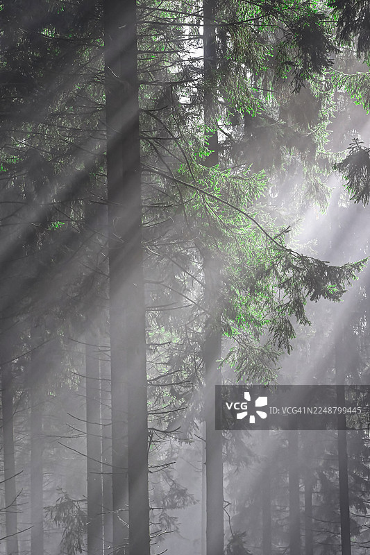 阳光穿过薄雾弥漫的常绿森林，营造出神秘的氛围图片素材