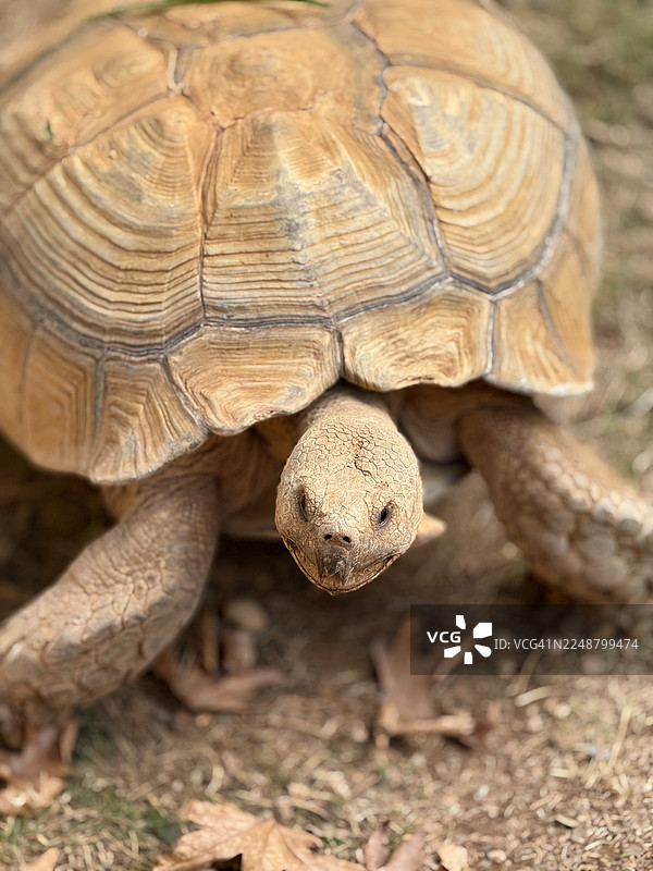 一只沙漠龟，有着浅棕色、有纹路的壳和粗壮的腿，在干燥、有纹理的地面上行走图片素材