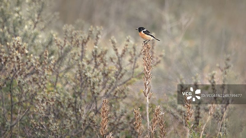 一只小鸟栖息在干燥的植物茎上，身处自然栖息地。图片素材
