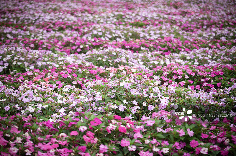 一片粉白相间的花田，点缀着郁郁葱葱的绿色图片素材