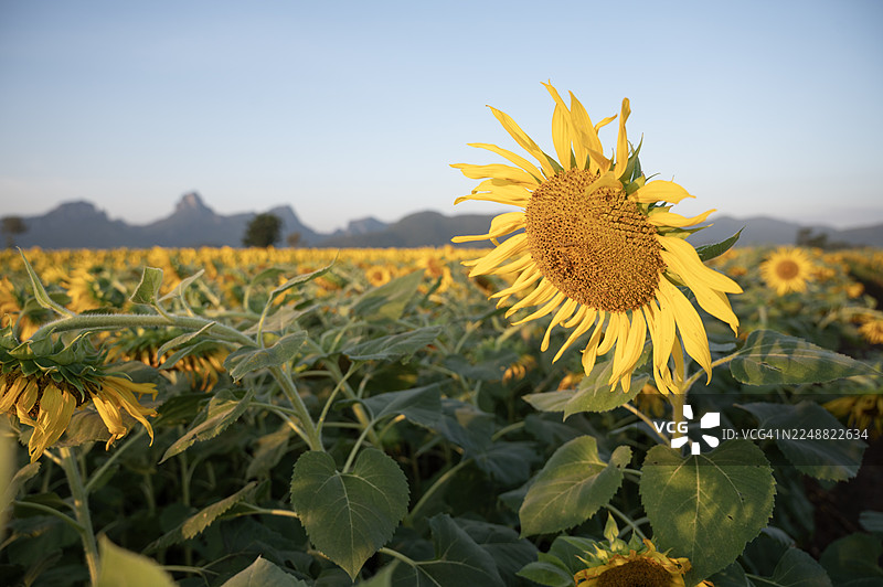 一片金黄的向日葵田。田野郁郁葱葱，生机勃勃。背景柔和虚化。图片素材