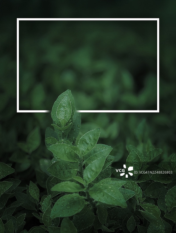 创意排版，由叶子和纸卡便签组成。自然概念。绿色叶子纹理。叶子纹理背景图片素材