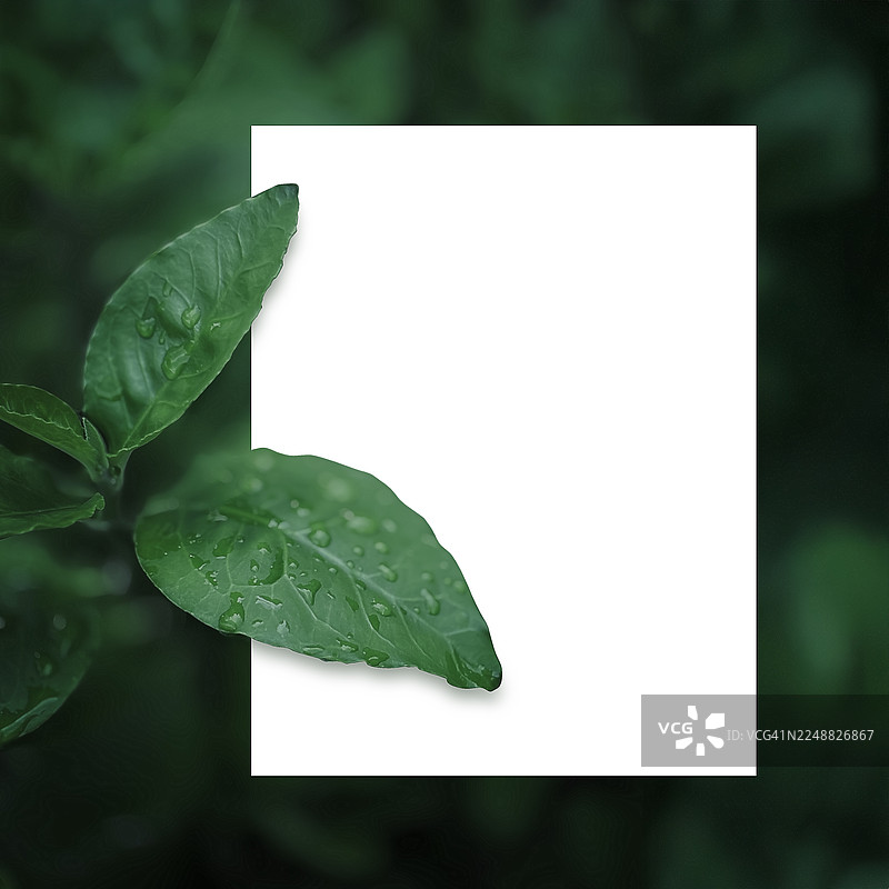 创意排版，由叶子和纸卡便签组成。自然概念。绿色叶子纹理。叶子纹理背景。图片素材