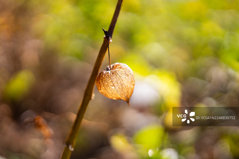 红菇娘图片素材