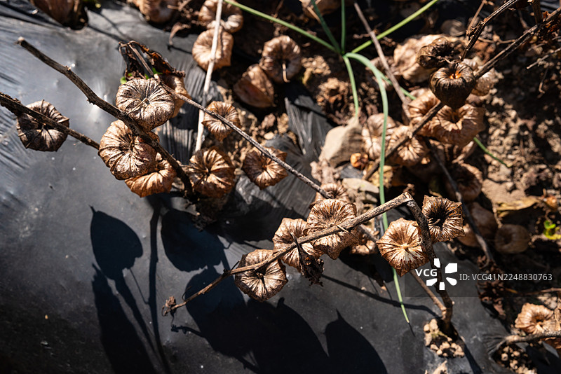 红娘子图片素材