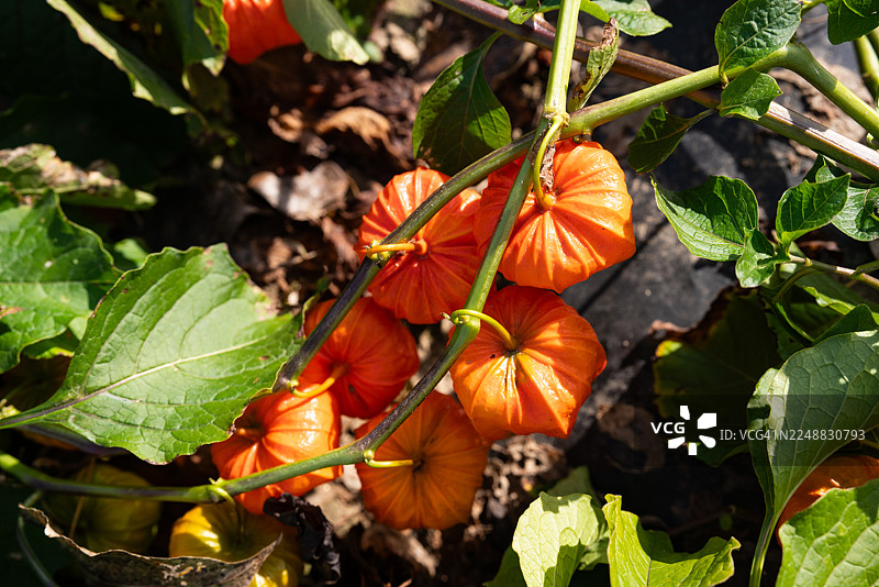 灯笼果图片素材