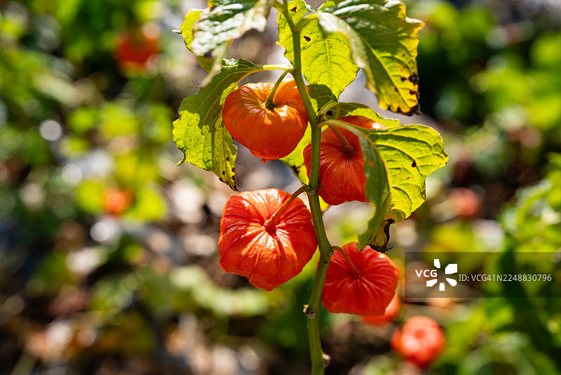 红灯笼草图片素材