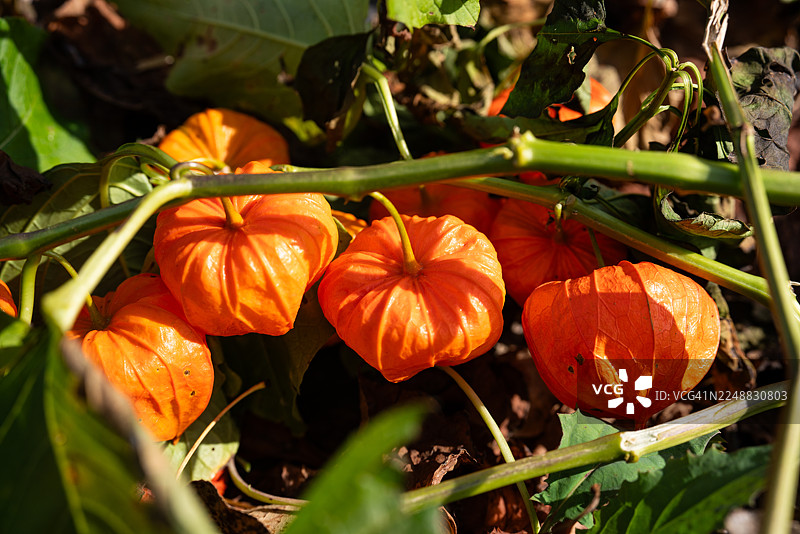 灯笼草图片素材