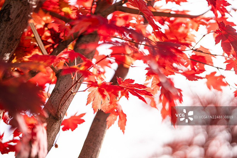 枫树背景图片素材