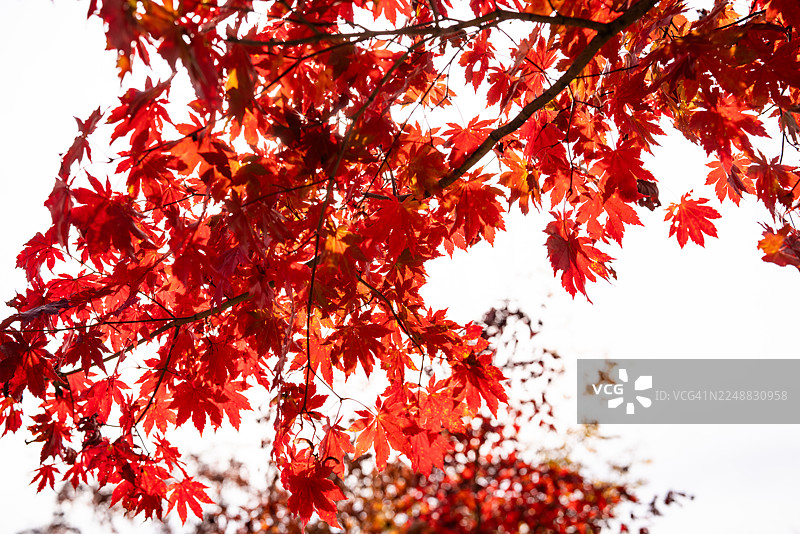 枫树背景图片素材