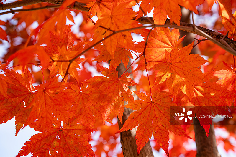 枫树背景图片素材
