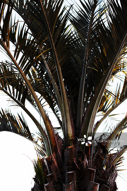 棕榈树叶与天空图片素材