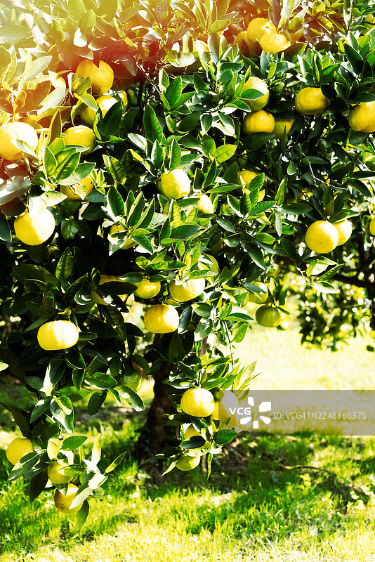 阳光下树枝上成熟的橘子。秋天图片素材