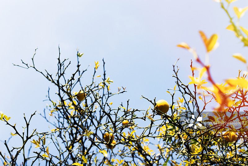 三叶木瓜对天图片素材