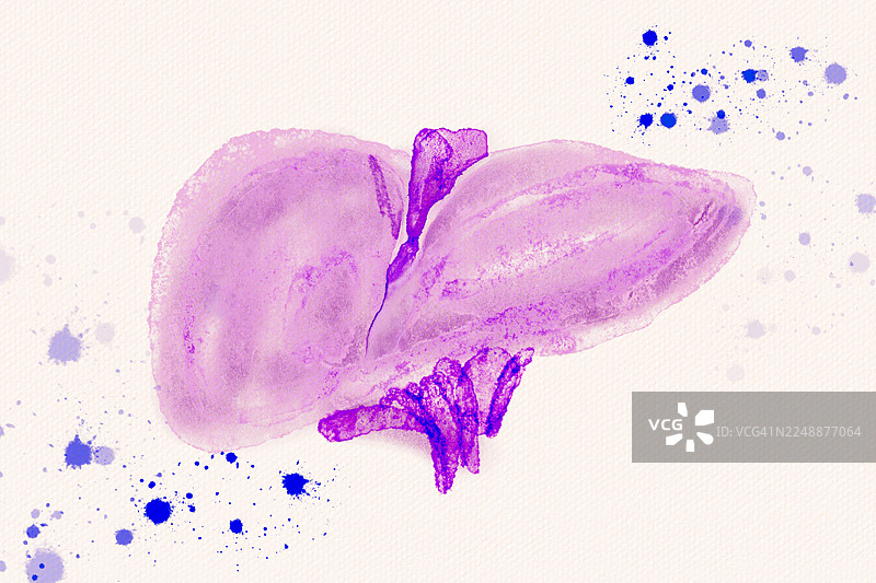 紫色水彩画风格的人体肝脏内部器官概念图图片素材