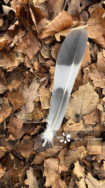 林地秋景，地面散落着秋叶和一只野鸽的羽毛，特写镜头图片素材