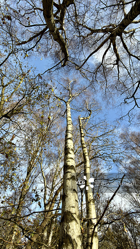 林地秋景，展示了多棵银桦树在蓝天下图片素材