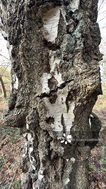 林地景象，银桦树的树干被干枯的蕨类植物环绕图片素材