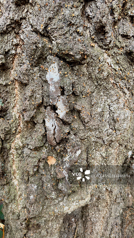 特写镜头下橡树粗糙的树皮纹理图片素材