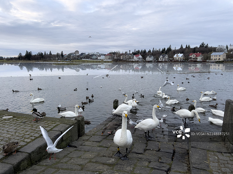 秋季雷克雅未克结冰的乔宁湖上的天鹅和其他水鸟图片素材