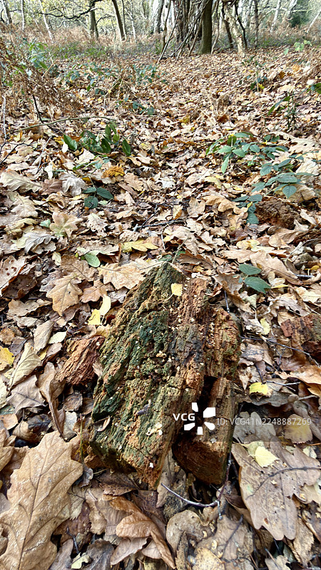林地景象，有腐烂的树桩，秋叶散落在地上，与树枝、枯枝一同腐烂图片素材