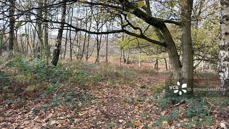 林地景象，前景为橡树和银桦树干，树木旁生长着蕨类植物，地面散落着秋叶、枯枝和树枝，正在分解腐烂。图片素材