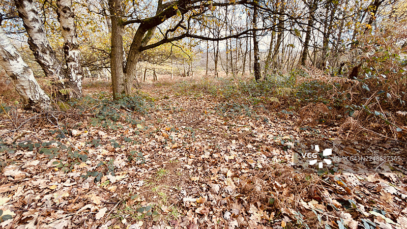 银桦树林，秋叶散落，树木枯枝落叶，自然分解图片素材