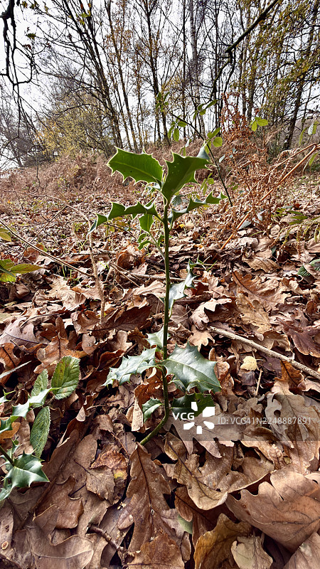 秋叶在林地地面上分解，新生的冬青树、树枝和蕨类植物在特写镜头中，构成一幅林地景象图片素材