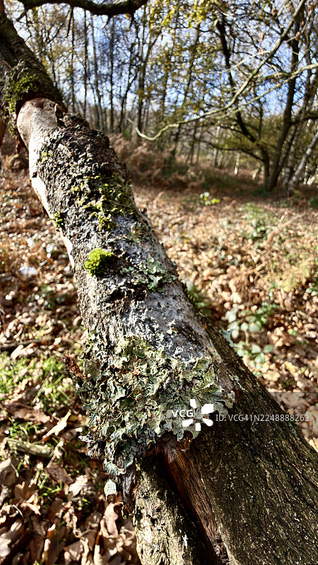 林地景象 橡树树皮被锤盾地衣严重感染图片素材