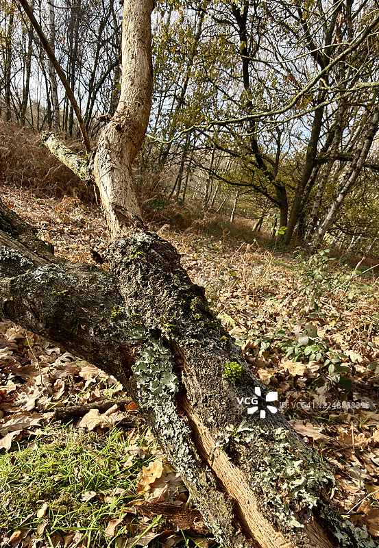 林地景象，橡树树皮严重感染了锤形盾衣图片素材