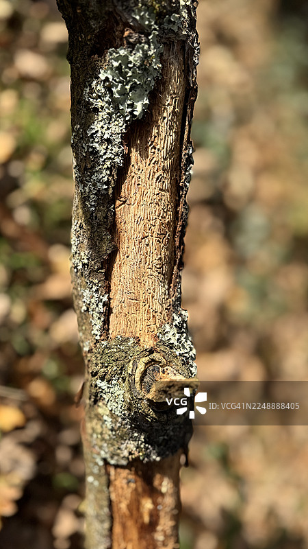 林地景象 橡树树皮被锤盾藓严重感染图片素材