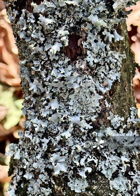 林地景象 橡树树皮被锤形盾衣严重感染图片素材