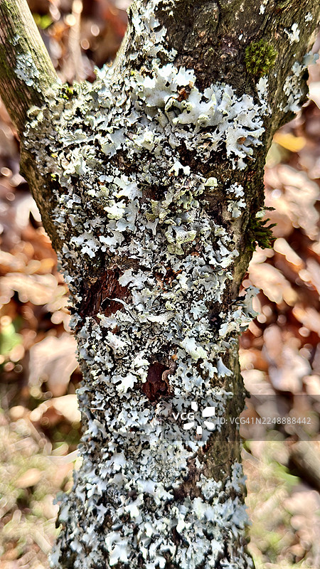 林地景象，橡树树皮严重感染了锤形盾衣图片素材