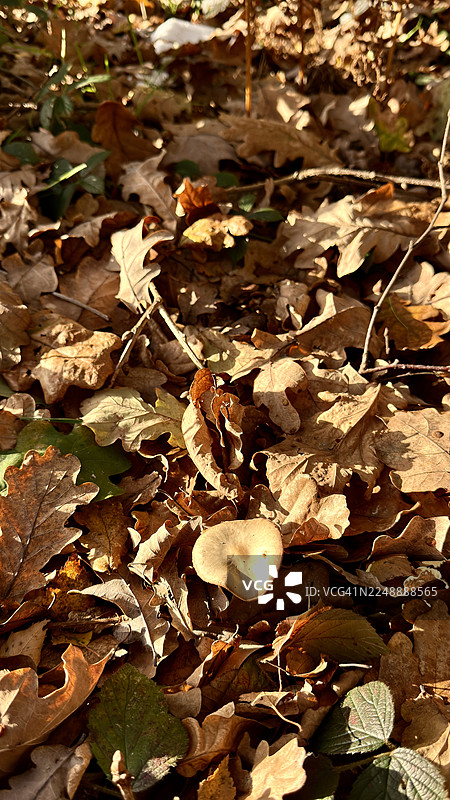 秋季林地特写，展示了黄油拟蜡伞（Buttery Collybia）真菌生长在腐烂的秋叶中图片素材