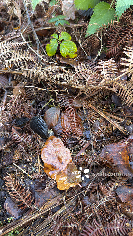 秋季林地景象，有干枯的欧洲蕨和落叶，前景中包括正在分解的橡树叶图片素材