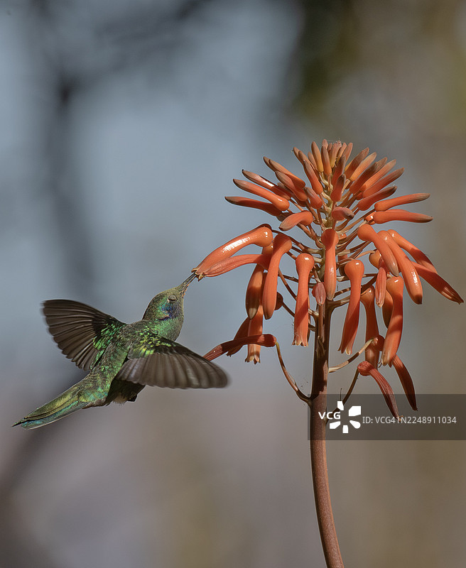 闪耀的紫耳蜂鸟图片素材