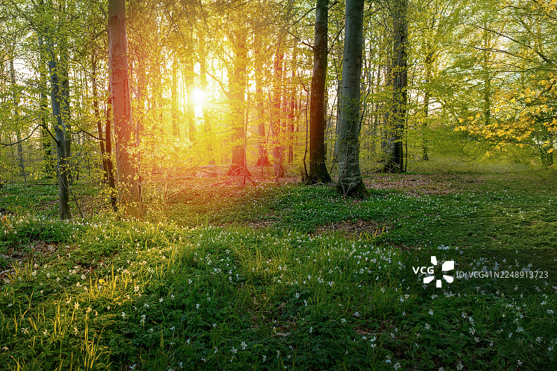 春日之光图片素材