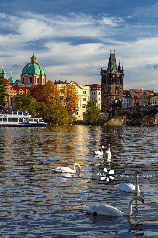 天鹅在伏尔塔瓦河上游弋，背景是查理大桥和布拉格历史悠久的城市景观，画面中还有一艘客船、秋季的树木以及多云天空下的古老建筑。图片素材