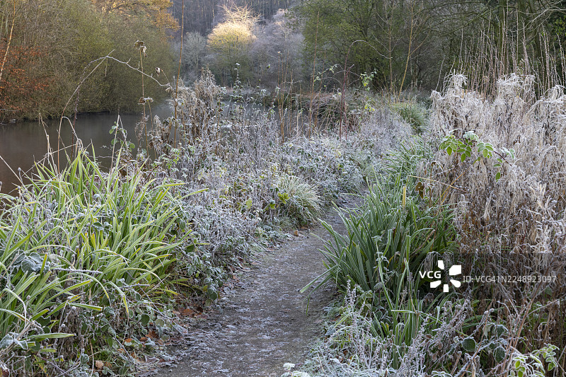 英格兰斯托克波特伊瑟罗乡村公园，路边结霜的野外植物图片素材