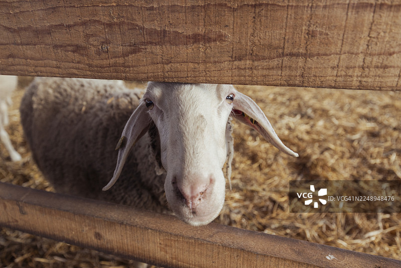 阳光明媚的晴天，羊在谷仓里休息，自然光投下阴影。农场设有木栅栏和稻草铺垫，营造出宁静的乡村氛围。图片素材